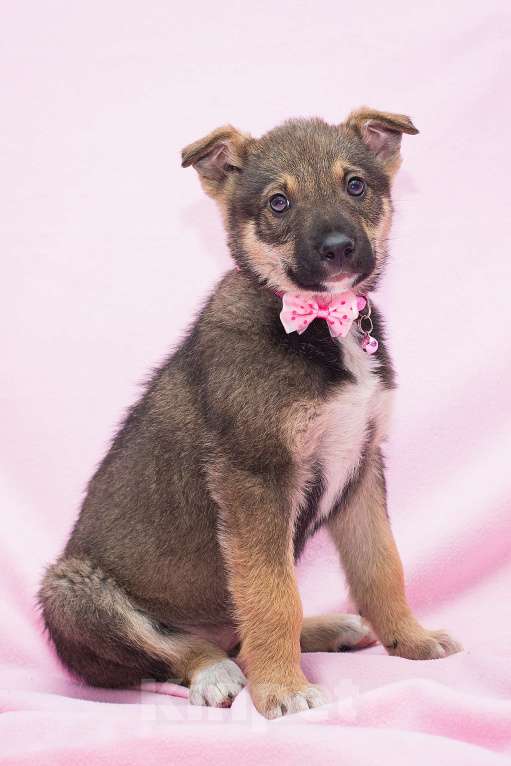 Собаки в Москве: Неужели никому не нужна такая красота? Девочка, Бесплатно - фото 1