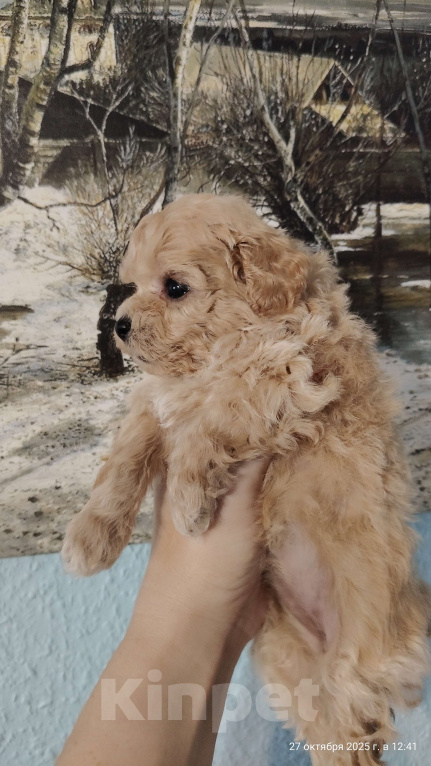 Собаки в Мытищах: Пушон бишпу Девочка, 180 000 руб. - фото 4