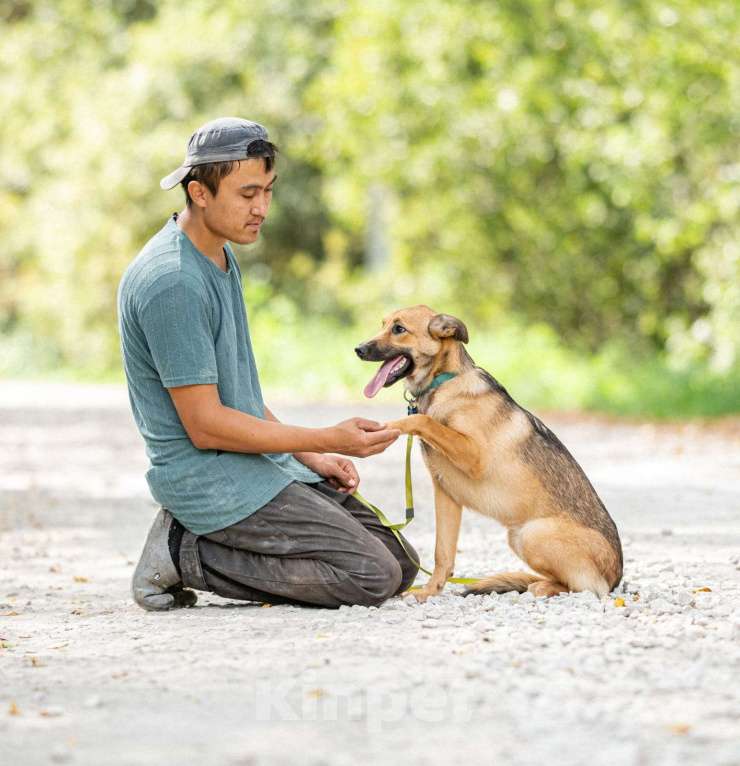 Собаки в Бронницах: Собака Катя в добрые руки  Девочка, Бесплатно - фото 6