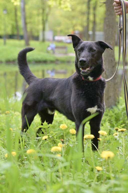 Собаки в Красногорске: Молодой метис овчарки Кинг  ждет хозяина  Мальчик, Бесплатно - фото 2
