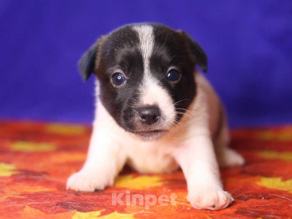 Собаки в Всеволожске: Щенок дрт девочка гладкая бело черная Девочка, 50 000 руб. - фото 1