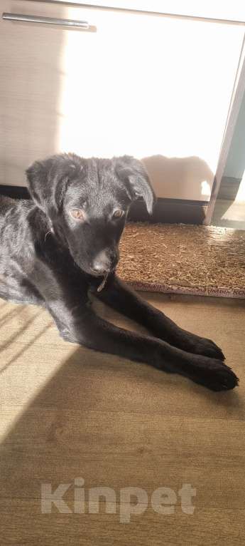 Собаки в Иркутске: Редди ищет не просто хозяев, а своих людей. Мальчик, 100 руб. - фото 2