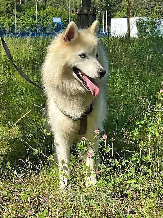 Собаки в Москве: Ищем дом для метиса хаски по имени Альфа Девочка, 10 руб. - фото 6