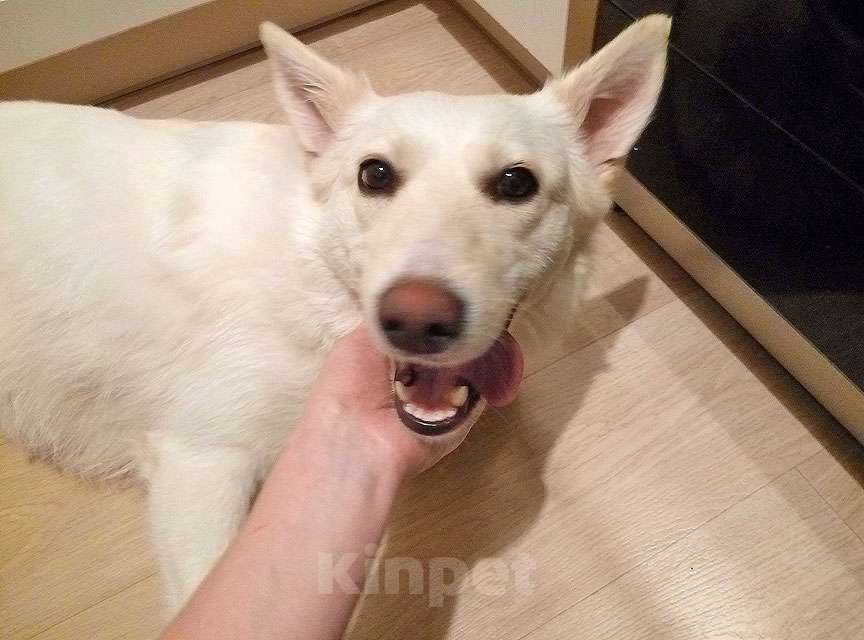 Собаки в Москве: В добрые руки Чиффа, собака, о которой мечтают, но редко находят Девочка, 10 руб. - фото 6