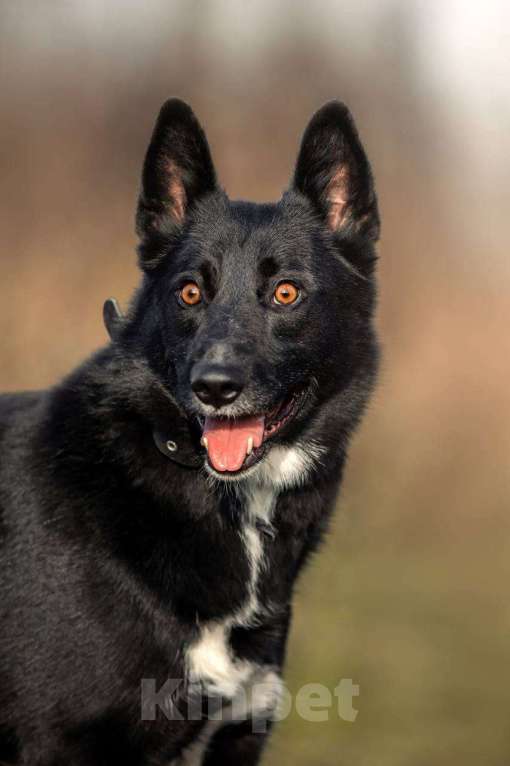 Собаки в Москве: Сева — добрый и верный пёс, который уже 6 лет ищет свою семью.  Мальчик, Бесплатно - фото 1