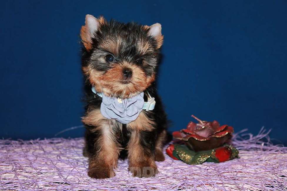 Собаки в Москве: Трёхмесячная девочка Йоркширского терьера  Девочка, 130 000 руб. - фото 2