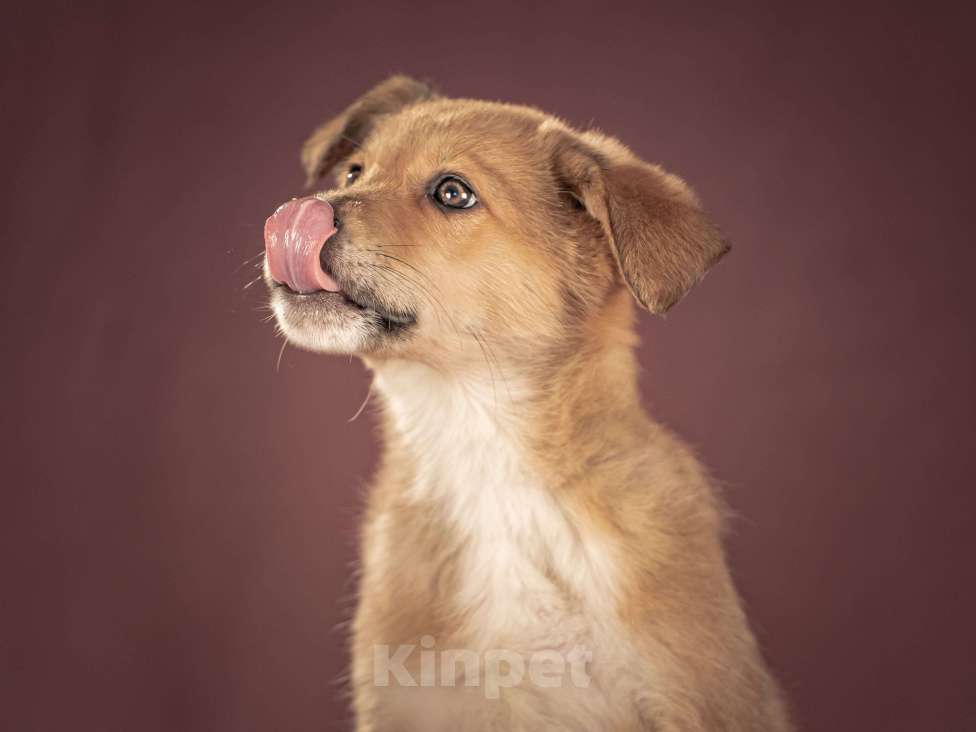 Собаки в Клине: Матео — очаровательный щенок с добрым нравом, который станет вашим лучшим другом Мальчик, Бесплатно - фото 4