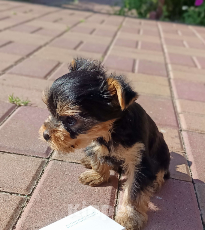 Собаки в других городах Московской области: Мини щенок породы йоркширский терьер Мальчик, 40 000 руб. - фото 2