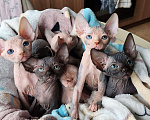 Кошки в Москве: Котята сфинкс Разнополые, 30 000 руб. - фото 8