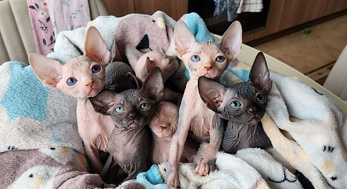 Котята сфинкс