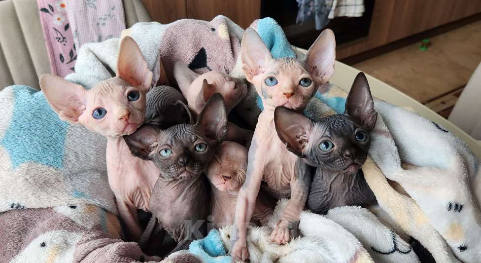 Кошки в Москве: Котята сфинкс Разнополые, 30 000 руб. - фото 8