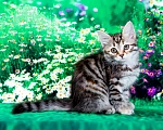 Кошки в Москве: Кошечка Жаннет Девочка, 50 000 руб. - фото 6