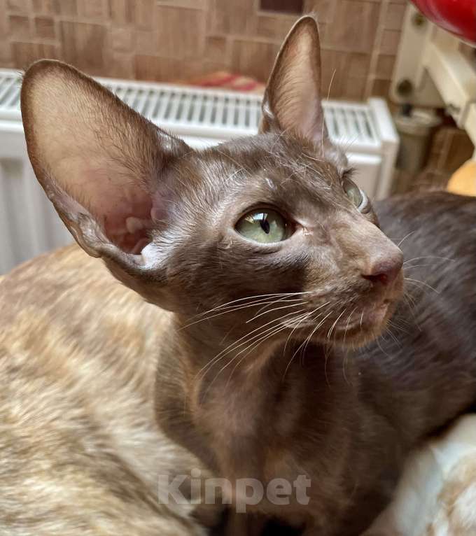 Кошки в Перми: Ориентальный котенок  Мальчик, Бесплатно - фото 2