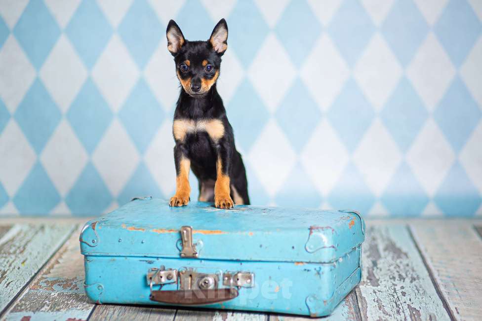 Собаки в Москве: Щенки от шпица и пинчера в добрые руки Девочка, 1 руб. - фото 10
