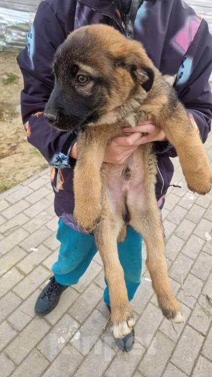 Собаки в Красногорске: Щенок Курт 2,5 месяца в добрые руки  Мальчик, Бесплатно - фото 2