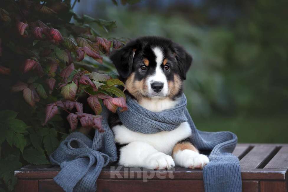 Собаки в Санкт-Петербурге: Австралийская овчарка, девочка черный триколор Девочка, 100 000 руб. - фото 6