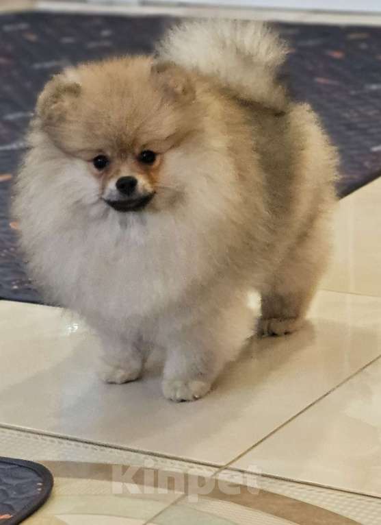 Собаки в других городах Московской области: Щенки шпица Девочка, 30 000 руб. - фото 1