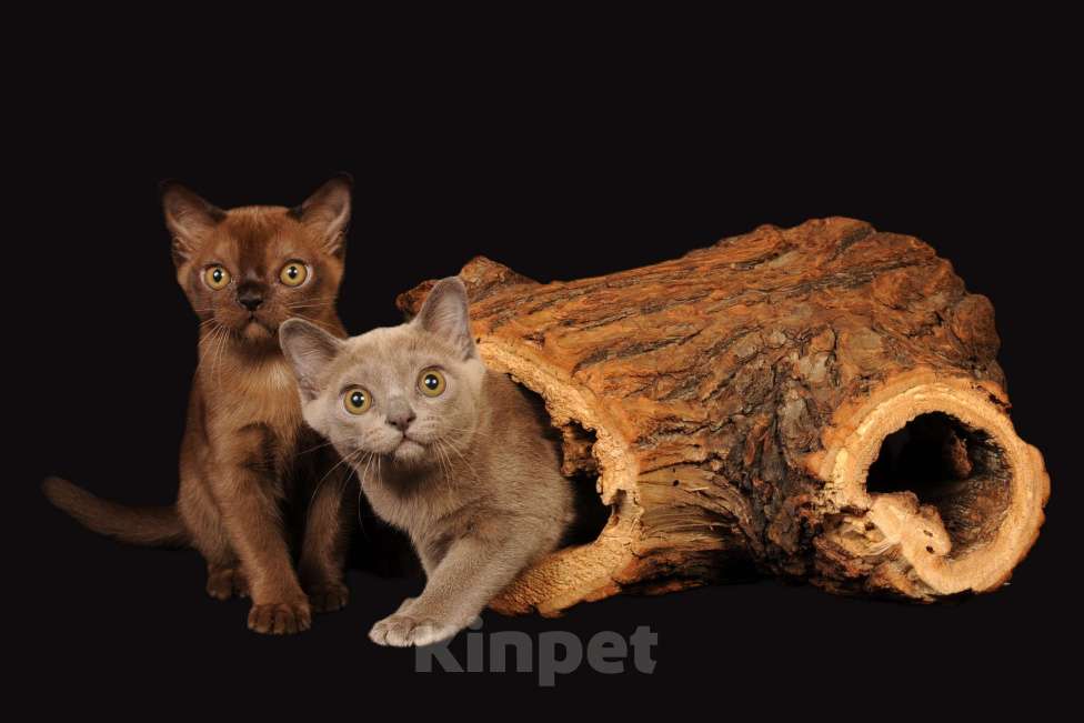 Кошки в Москве: КОТЯТА АМЕРИКАНСКОЙ ТРАДИЦИОННОЙ БУРМЫ Девочка, 150 000 руб. - фото 5