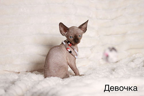 Продаю котят канадского сфинкса