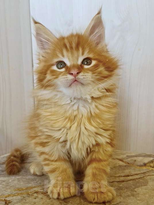 Кошки в других городах Ярославской области: Котята Мейн кун Мальчик, Бесплатно - фото 1