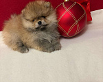 Собаки в Москве: Померанский шпиц-  Мальчики  Медвежата Мальчик, 30 000 руб. - фото 2