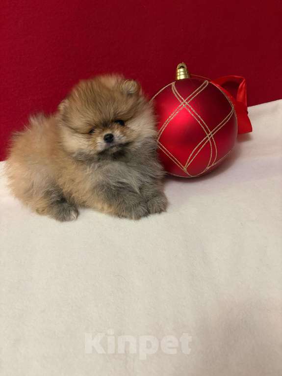 Собаки в Москве: Померанский шпиц-  Мальчики  Медвежата Мальчик, 30 000 руб. - фото 2