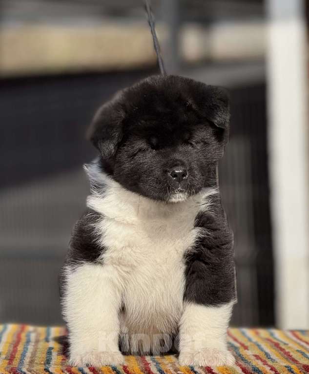 Собаки в Дубне: Щенки американской акиты Девочка, 80 000 руб. - фото 5