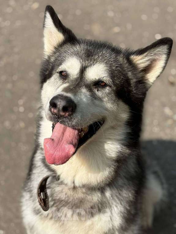 Собаки в Москве: Кайли выкинули спустя 8 лет семейной жизни Девочка, Бесплатно - фото 5