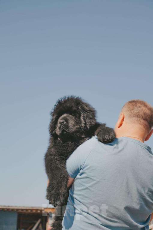 Собаки в других городах Тверской области: Щенки тибетского мастифа Девочка, Бесплатно - фото 10