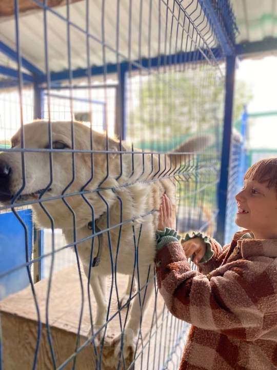 Собаки в других городах Краснодарского края: Метис Пхунсан по версии Яндекс в дар возможна доставка Мальчик, Бесплатно - фото 2