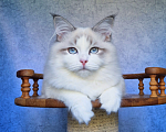 Кошки в Владивостоке: Невский маскарадный котенок Мальчик, Бесплатно - фото 5