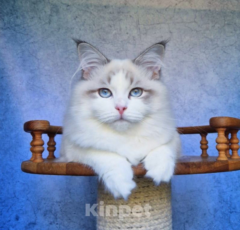 Кошки в Владивостоке: Невский маскарадный котенок Мальчик, Бесплатно - фото 5
