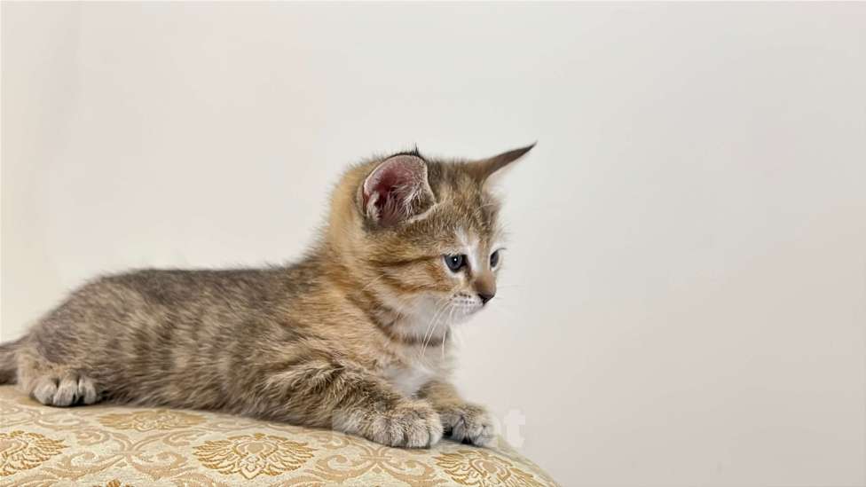 Кошки в Реутове: Шотландский прямоухий котенок Девочка, 15 000 руб. - фото 1