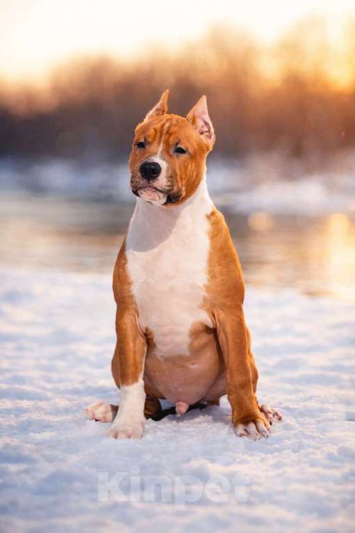 Собаки в Москве: Красивый мальчик амстаффа Мальчик, 60 000 руб. - фото 1