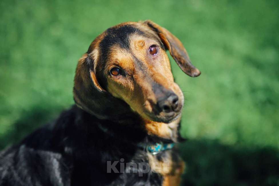 Собаки в Москве: Балканская гончая в добрые руки Девочка, 100 руб. - фото 1
