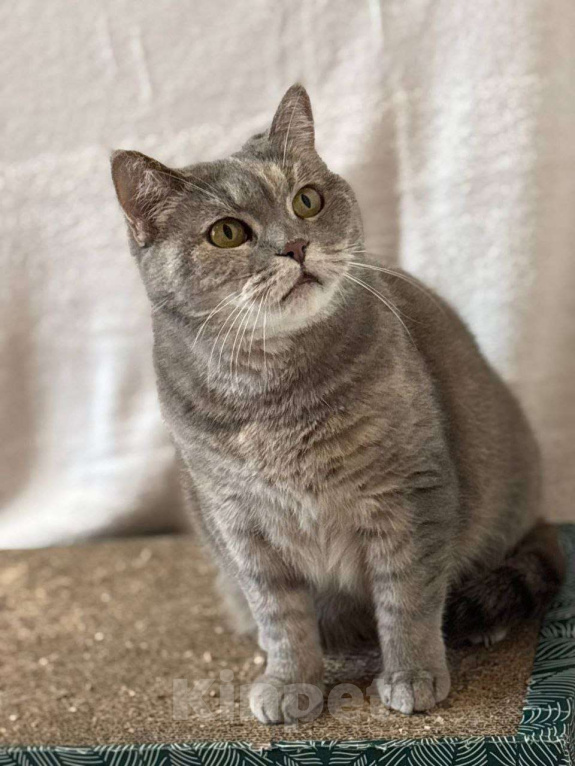 Кошки в Москве: Британка Тосенька ждет своего человека Девочка, Бесплатно - фото 5