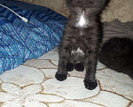 Кошки в Ливны: Чистокровные шотландские вислоухие котята, 10 000 руб. - фото 4