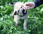 Собаки в Москве: Щенок в добрые руки Мальчик, Бесплатно - фото 3