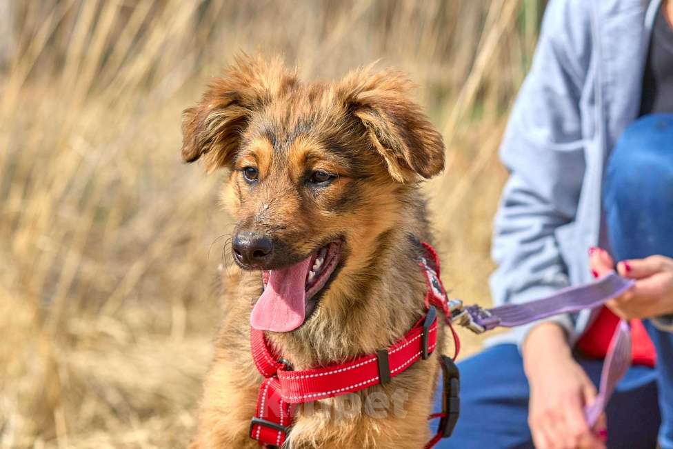 Собаки в Москве: ЗАБЕРИ МЕНЯ из приюта ДОМОЙ  Девочка, Бесплатно - фото 3
