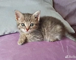 Кошки в Красногорске: Котенок девочка 1,5 месяца ищет дом Девочка, Бесплатно - фото 1
