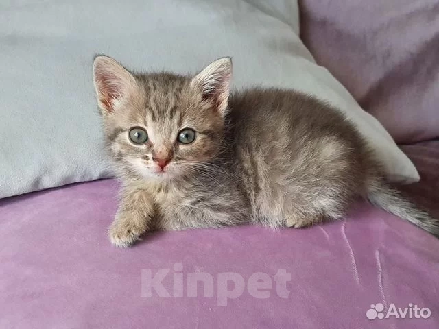 Кошки в Красногорске: Котенок девочка 1,5 месяца ищет дом Девочка, Бесплатно - фото 1