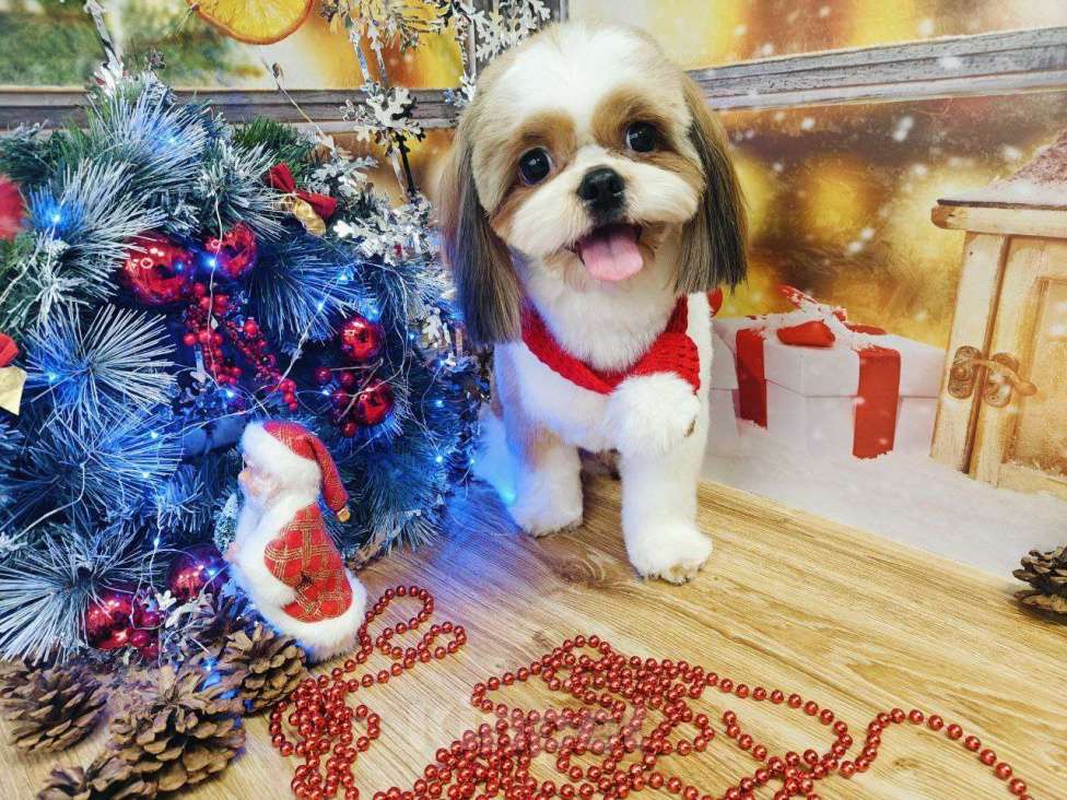 Собаки в других городах Ленинградской области: Вязка кобель  Мальчик, Бесплатно - фото 1