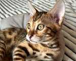 Кошки в Самаре: Бенгальский мальчишка Veritay Bentley  Мальчик, 60 000 руб. - фото 5