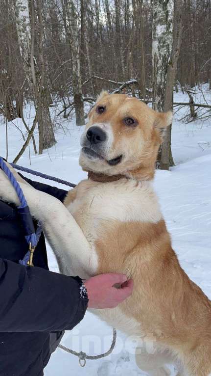 Собаки в Москве: Трисс Девочка, Бесплатно - фото 3