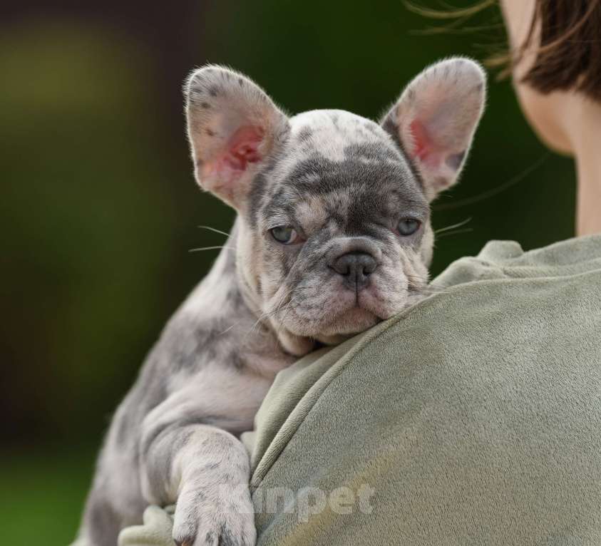 Собаки в Брянске: Пеппа Девочка, 150 000 руб. - фото 5