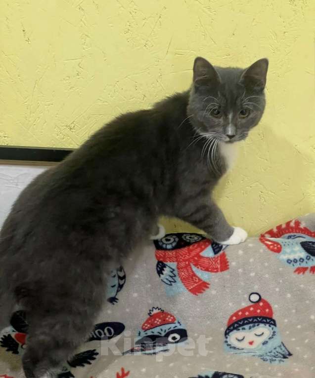 Кошки в Санкт-Петербурге: Котенок подросток ждет.. Мальчик, Бесплатно - фото 2