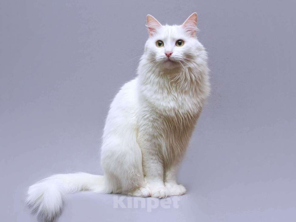 Кошки в Москве: Нежный ласковый котик Никита в добрые руки Мальчик, Бесплатно - фото 6