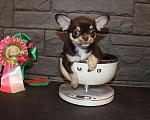 Собаки в Москве: Шоколадная чихуахуа Девочка, 150 000 руб. - фото 8