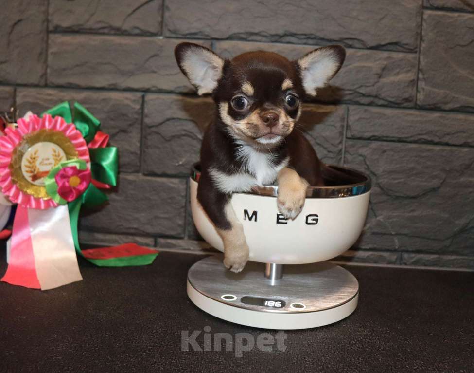 Собаки в Москве: Шоколадная чихуахуа Девочка, 150 000 руб. - фото 8