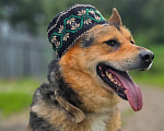 Собаки в Королеве: Джан! Воплощение мужества и харизмы! Мальчик, Бесплатно - фото 3
